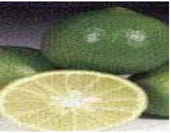 Figura 2. Limón mexicano (Citrus aurantifolia swingle) 