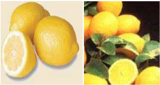 Figura 3. Limones (Citrus limon o Citrus limonum) 
