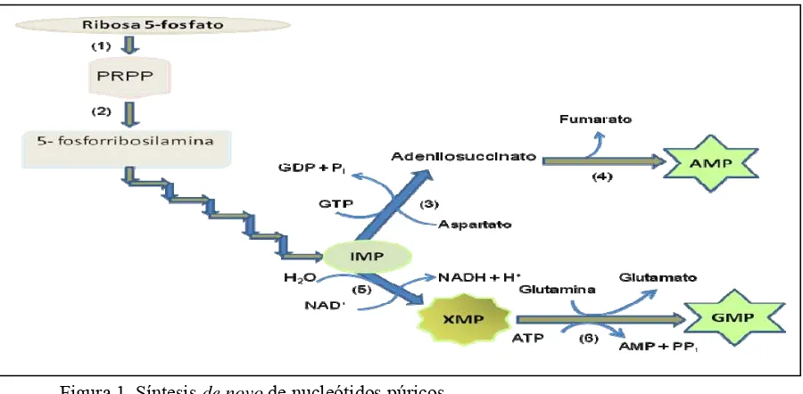 Figura 1. Síntesis de novo de nucleótidos púricos Adaptado de Nelson y Cox (2001).  