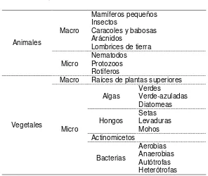 Cuadro 3. Grupos más importantes de organismos presentes en el suelo. 