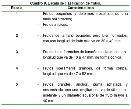 Figura 3. Ecala de 1 a 5, de clasificación de frutos. 