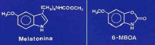 Figura 1. Estructura del 6-MBOA y de la melatonina (Grobner et al., 1987) 