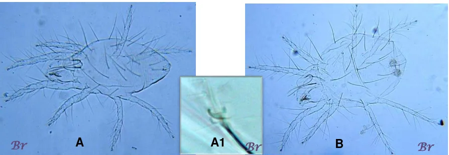 Figura 6. Adultos  de Tetranychus urticae colectados en crisantemo 'Harman' 