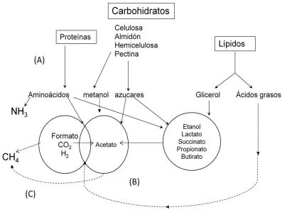 Figura 1. Procesos microbiológicos anaeróbicos de los componentes de la materia 