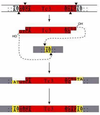 Figura 3. Ejemplo de gen transpuesto [28] 