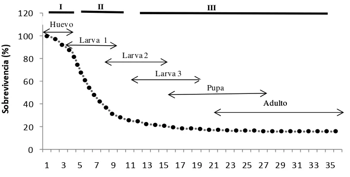 Figura 4. Curva de sobrevivencia (%) de Sympherobius barberi en condiciones de laboratorio 