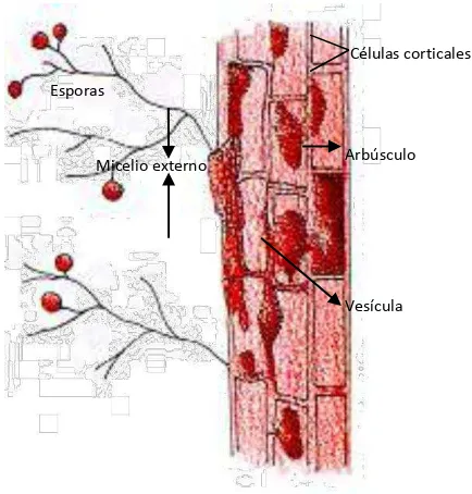 Figura 3.4. Estructura morfológica de los hongos micorrízicos arbusculares (Escobar-