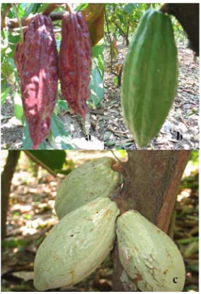 Figura 3. Variedades principales de cacao: a) Criollo, b) Forastero, c) Trinitario 