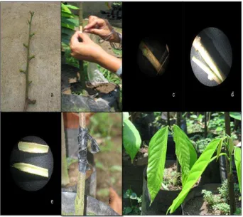 Figura 9. Proceso de injertación en cacao (Theobroma cacao L.) usando la técnica de parche: a) Vareta, b) Injerto, c) Corte a la yema (porta-yema), d) Porta injerto, e) Porta-yema o parche en forma rectangular y de triangulo, f) Colocación del plástico, g)