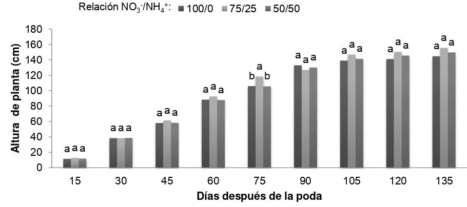 Figura 17. Efecto de la relación NO 3-/NH4+ sobre la altura de plantas de uchuva (Physalis peruviana L.) con origen de rebrote