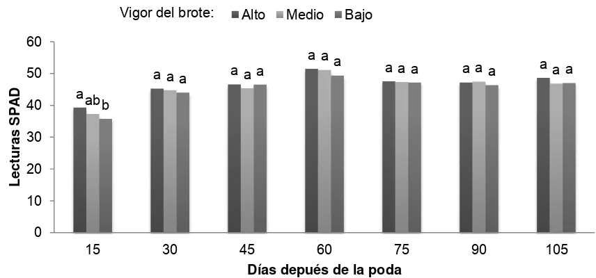 Figura 20. Efecto de la relación NO 3-/NH4+ sobre las lecturas SPAD tomadas en hojas de plantas de uchuva (Physalis peruviana L.) con origen de rebrote