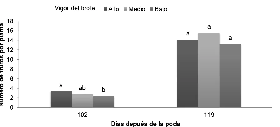 Figura 27. Efecto del vigor  sobre el número de frutos cosechados por planta de uchuva (Physalis peruviana L.) con origen de rebrote