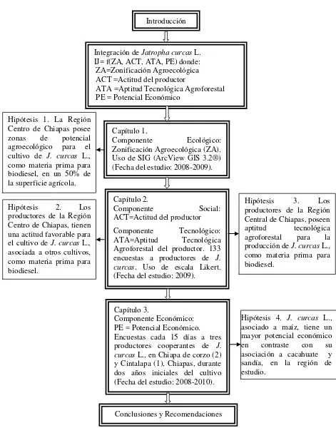 Figura 2. Marco metodológico de la investigación: Integración de Jatropha curcas L. en agroecosistemas como materia prima para biodiesel en la Región Centro de Chiapas, México