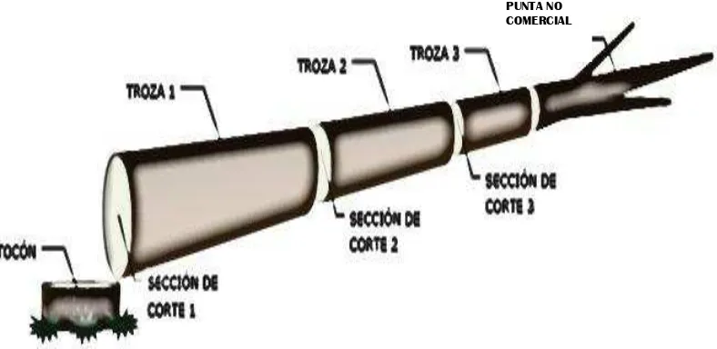 Figura 2. Derribo y medición del arbolado en secciones de 1 m. 