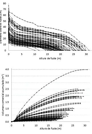 Figura 3. Diámetro sobre el fuste y volumen comercial acumulado vs. Altura del fuste para los arboles muestreados