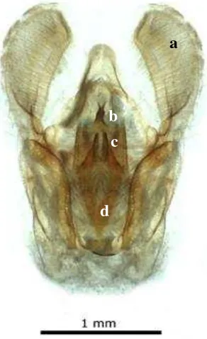 Figura 5. Órgano genital masculino de  H. grandella, a: valva, b: gnathos, c: transtilla, d: anellus.