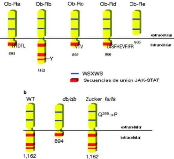 Figura 2. Isoformas del receptor de leptina y algunas mutaciones en roedores 