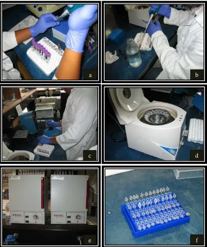 Figura 6. Procedimiento para la extracción del ADN a partir de sangre de vacas. a) Tubos con muestras de sangre con EDTA b) Colocación de la sangre en tubos de eppendorf y agua fría c) Mezclado en vortex de solución lisis y suero para desintegrar pastilla 