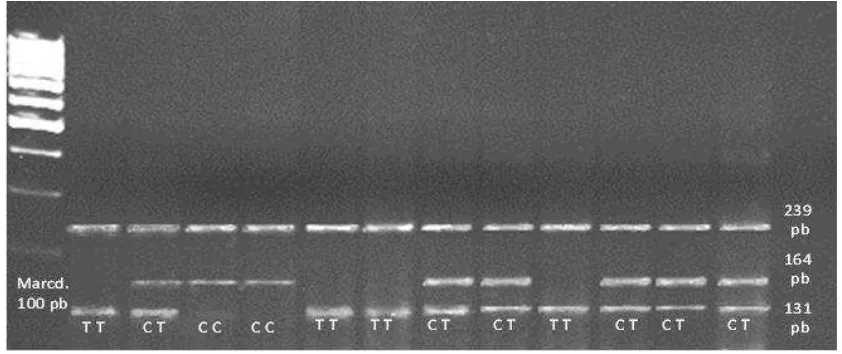Figura 9. Ejemplo de los resultados de la amplificación del ADN del gen leptina en ARMS-PCR por electroforesis en gel de agarosa, mostrando las frecuencias: leptina común (CC, 239 y 164 pb), leptina heterocigoto (CT, 239, 164 y 131 pb) y leptina modificada