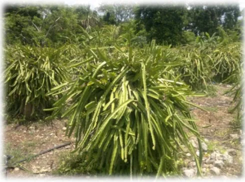 Figura 1. Cultivo de pitahaya. 