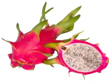 Figura 3. Flor de la pitahaya. 