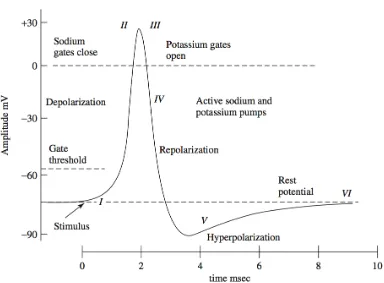 Fig. 2.1Action potential general schema (adopted from S. Sanei [1])