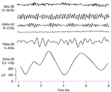 Fig. 2.2Comparisson of the waveforms of the typical brain rhythms(adopted from [1])