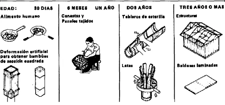 Figura 2.3- Varios usos de la Guadua según su edad [11]