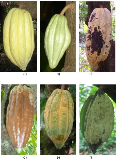 Figura 1. Proceso de infección de mazorcas de Theobroma cacao Lroreri:. infectadas con M