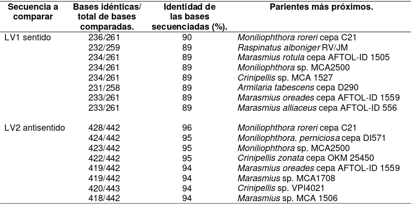 Cuadro 2. Porcentaje de similitud de las secuencias sentido y antisentido de un fragmento del gen 18S rDNA de MRO1 con las secuencias de referencia de los parientes más próximos