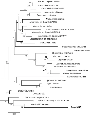 Figura 6. Relaciones de similitud de las secuencias nucleotídicas del gen 18S rDNA de la  alliaceus, M