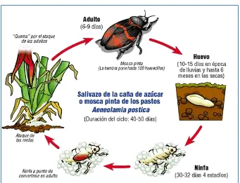 Figura 2. Ciclo de vida de la mosca pinta (A. postica). 