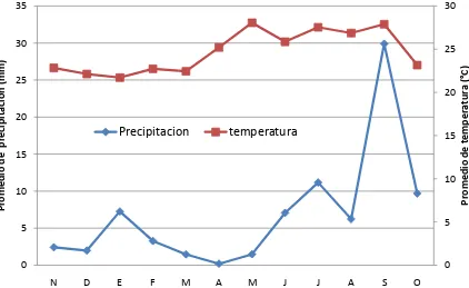 Figura 6. Fluctuación poblacional de adultos y ninfas de Aeneolamia postica del 09 de noviembre del 2007 al 31 de octubre del 2008, en el municipio de Cárdenas, Tabasco