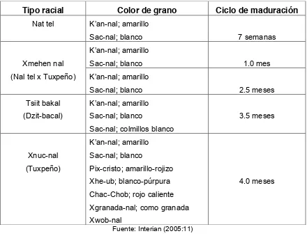 Cuadro 2: Clasificación de maíz en Yaxcabá, Yucatán, terminología local maya. 
