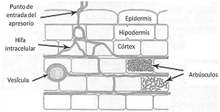 Figura 3.1 Representación de la forma de infección de las hifas de los HMA, mediante la 