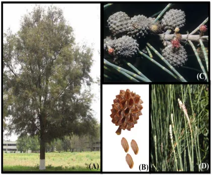 Figura 3.2. Estructuras botánicas que caracterizan del árbol de Casuarina equisetifolia (A), fruto y 
