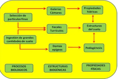 Figura 1.1. Efectos causados por los ingenieros de los ecosistemas en las propiedades 