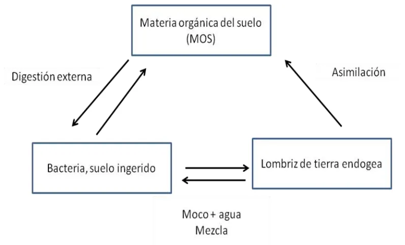 Figura 1.4. Sistema mutualista de la digestión de la lombriz de tierra endogea 