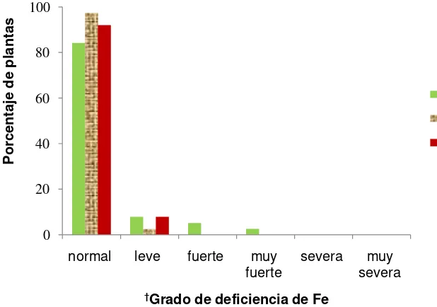 Figura 4.1. Porcentaje de plantas con deficiencia de Fe de cinco accesiones de aguacate por tipo de suelo en base a la escala visual de deficiencia de Fe