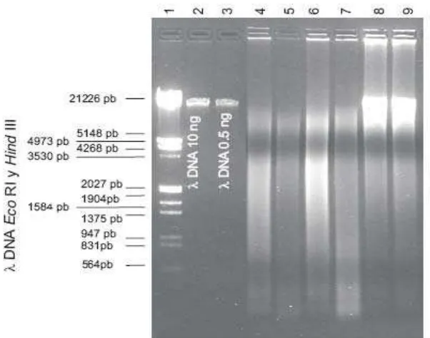 Figura 5 . ADN total de cepas de Ganoderma spp. Pozo 1 marcador de peso molecular ADN λ Eco RI y Hind III, (Roche, Alemania), pozos 2 y 3 marcador de peso molecular ADN λ (Roche, Alemania), 10 y 20 ng, respectivamente, los pozos 4 al 9 pertenecen a las cep