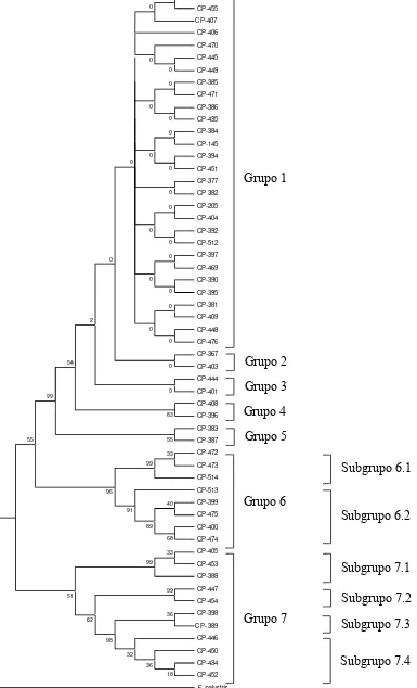 Figura 7a. Filograma obtenido del análisis de las secuencias de la región ITS-1, usando como grupo y un externo a Fomitopsis palustris, el árbol consenso fue generado con  el análisis de máxima parsimonia bootstrap de 1000 réplicas, los números de las rama