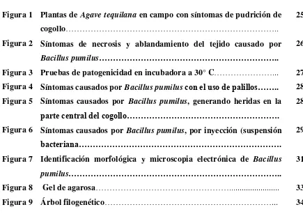 Figura 1 Plantas de Agave tequilana en campo con síntomas de pudrición de 