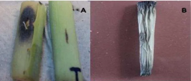 Fig. 2. A) Síntomas de necrosis y ablandamiento del tejido causado por B. pumilus al segundo día después de la inoculación, B) Pudrición de aspecto papeloso al séptimo ddi