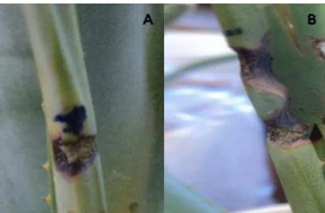 Fig. 3. Prueba de patogenicidad con B. pumilus en incubadora a 30°C, A) Pudrición blanda con necrosis, B) Avance lento de la pudrición