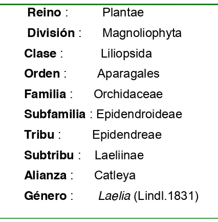 Cuadro 1. Clasificación científica de Laelia anceps (White, 1996). 