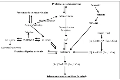Fig. 2 Rutas metabólicas del selenio. Adaptado de Sunde (1990). 