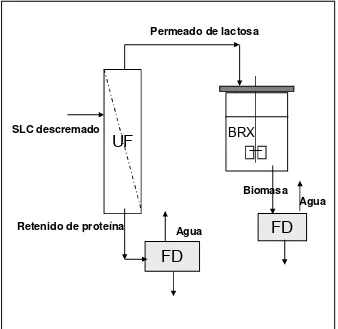 Figura 4.- Estrategia general del proceso sugerido. Las flechas indican la dirección de flujo a través d las diferentes operaciones unitarias (UF= ultrafiltración, BRX= biorreacción o fermentación y FD= “freeze drying” o liofilización).