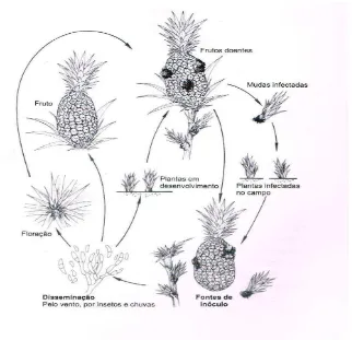 Figura 8. Ciclo de la fusariosis de la piña causada por Fusarium guttiforme. 