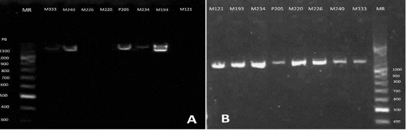 Figura 4. Electroforesis en gel de agarosa 1%. (A) PCR de muestras en tarjetas FTA sin utilizar el protocolo de preparación