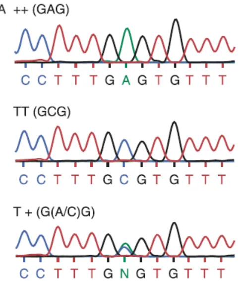 Figura 10. Genotipos reportados por Nicol et alheterocigoto para la variante FecT/+ presenta superposición de bases en la secuencia 